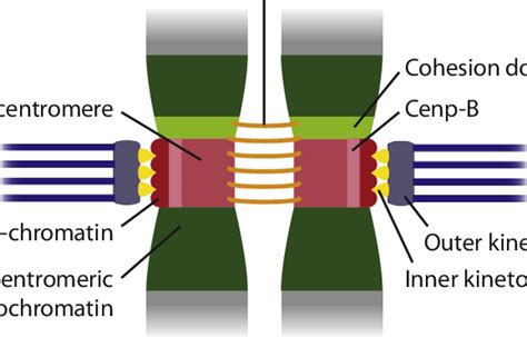 Centromere Structure