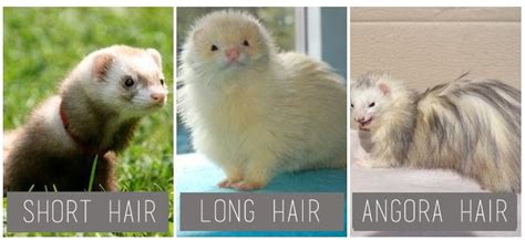 Types of Ferret According to their Size, Color and Coat