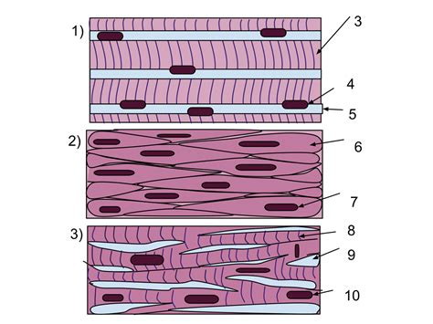 Muscle Tissue Drawing at GetDrawings | Free download