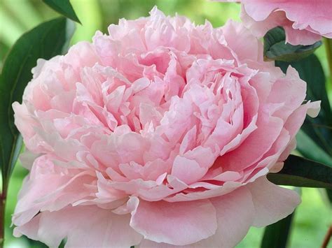 Lush peonies add beauty and fragrance to early summer gardens - OnMilwaukee