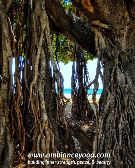 Banyan tree in Waikiki Beach, Honolulu | Hawaii | yoga photography | travel photography | yoga ...