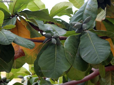 Terminalia catappa Medicinal Uses - Rajus Biology