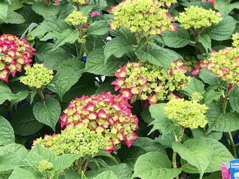 Shrub Hydrangea Summer Crush - Fergusons Garden Center