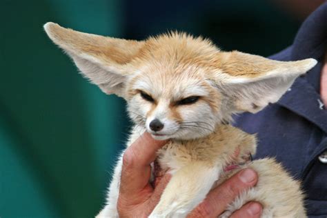 File:10 Month Old Fennec Fox.jpg - Wikipedia, the free encyclopedia