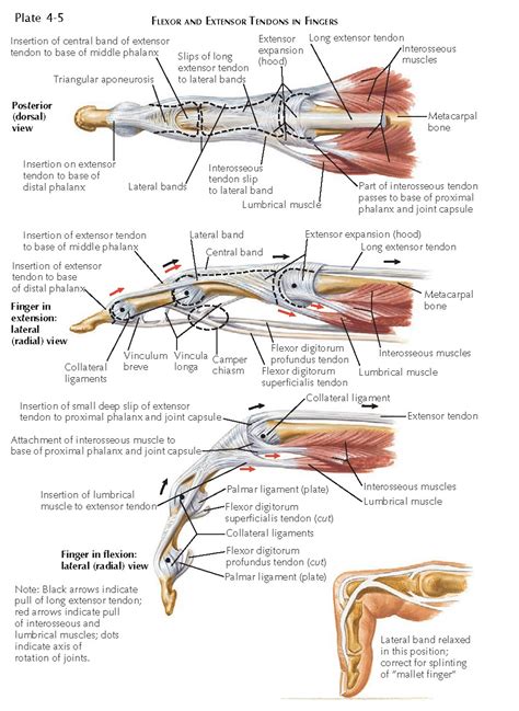 FLEXOR AND EXTENSOR TENDONS OF THE HAND - pediagenosis