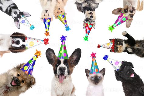 Pet Animals Isolated Wearing Birthday Hats for a Party 3616142 Stock ...