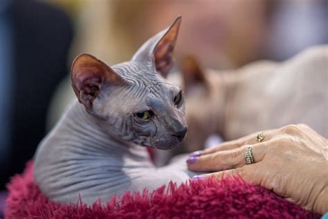 7 Hairless Cat Breeds You Should Know About