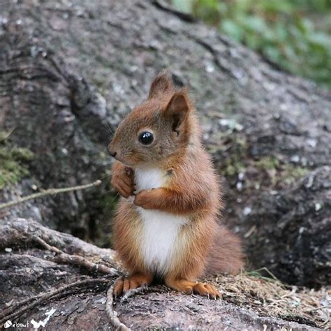 Eurasian Red Squirrel | Animals beautiful, Cute baby animals, Squirrel