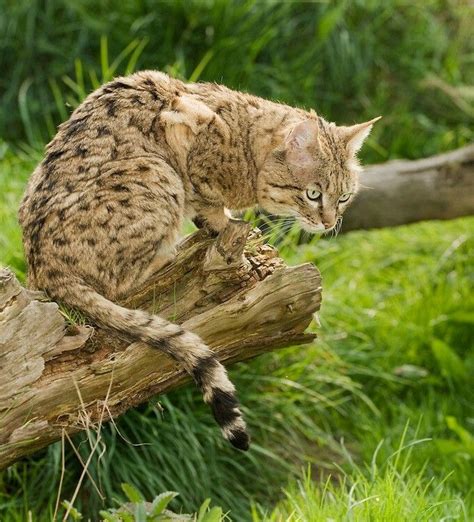 Felis silvestris ornata | African wild cat, Cats, Wild cats