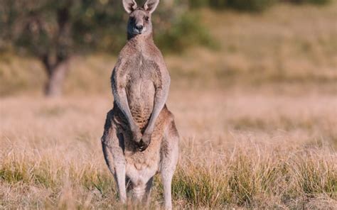 Australian man killed by kangaroo he kept as pet, police say | RNZ News