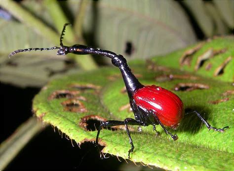 The Remarkable Giraffe Weevil of Madagascar ~ Kuriositas