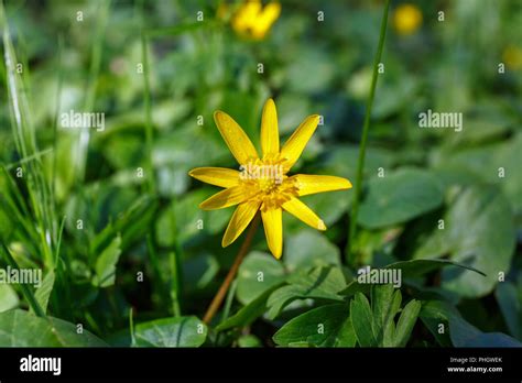 Lesser celandine spring flower Stock Photo - Alamy