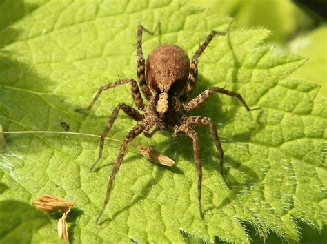 Wolf Spider Facts and the Changing Population in the Arctic - Owlcation