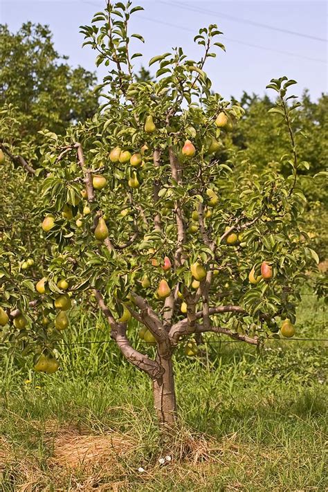 Pear-tree-fruiting1.jpg 600×900 pixels | Mural | Pinterest | Pear trees and Gardens