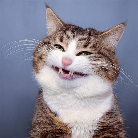 a cat with it's mouth open and its teeth wide open, looking at the camera