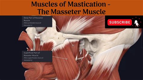 What Is the Origin of the Masseter Muscle