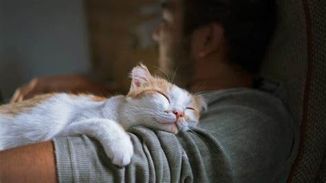 Why Do Cats Sleep on Me? | Reader's Digest