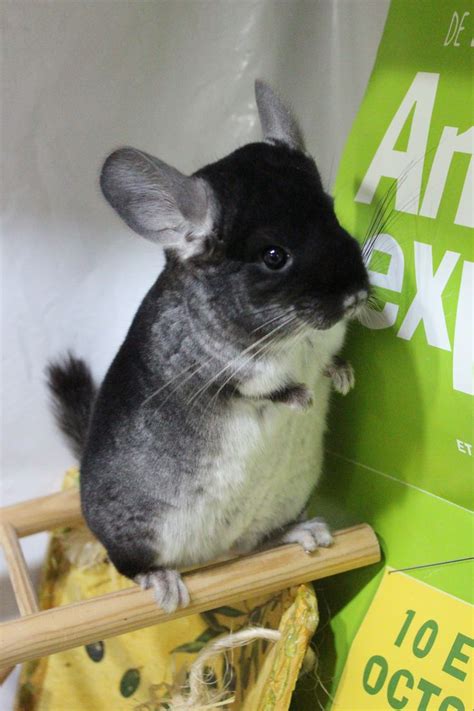 Black Velvet | Chinchilla cute, Chinchilla pet, Baby animals pictures