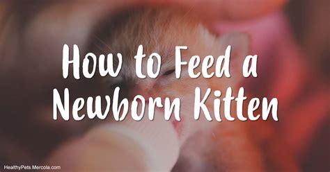 How to Feed Your New Kitten for a Strong Start in Life