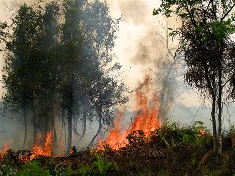 Nestle and Unilever ‘linked to Indonesian forest fires engulfing ...