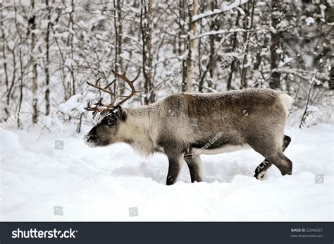 Reindeer In Its Natural Habitat In The North Of Sweden Stock Photo ...