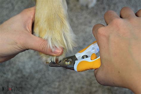 Trimming a Dog's Nails with Wagglies Dog Nail Clippers