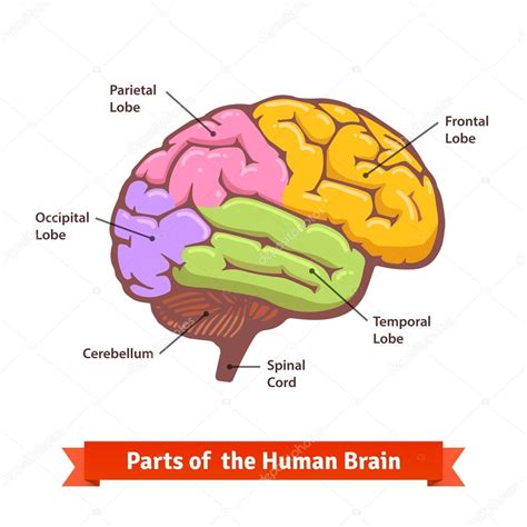 Colored and labeled human brain diagram Stock Vector by ©IconicBestiary ...