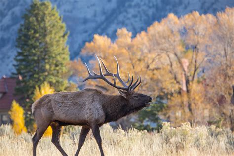 WARNING: Stay away from bull elk in Yellowstone National Park ...