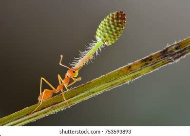 Super Power Ant Able Lift Load Stock Photo 753593893 | Shutterstock