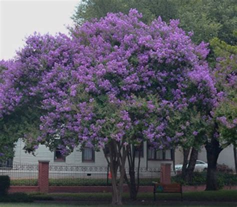 Lagerstroemia Crape Myrtle Purple Velvet 20 Seeds - Etsy | Myrtle tree ...