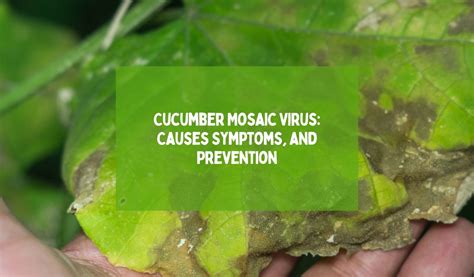 Cucumber Mosaic Virus: Causes Symptoms, and Prevention - Happiness Cucumber