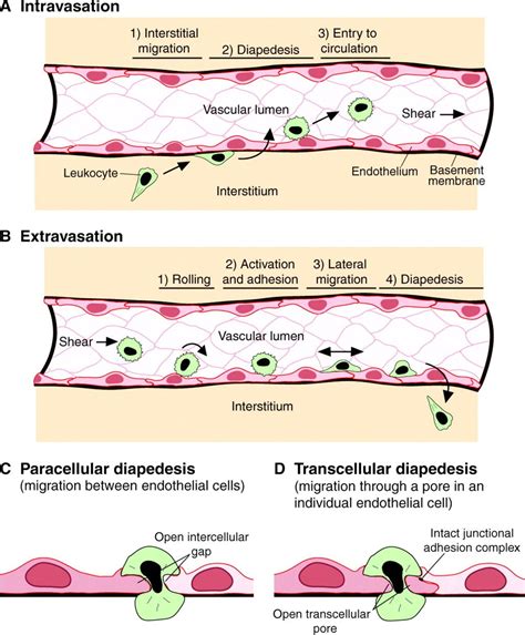 Diapedesis Immunology, Pore, Medicine, Adhesive, Student, Activities ...