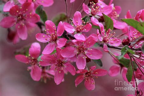 Pink Crabapple Blossoms Photograph by Karen Adams - Fine Art America