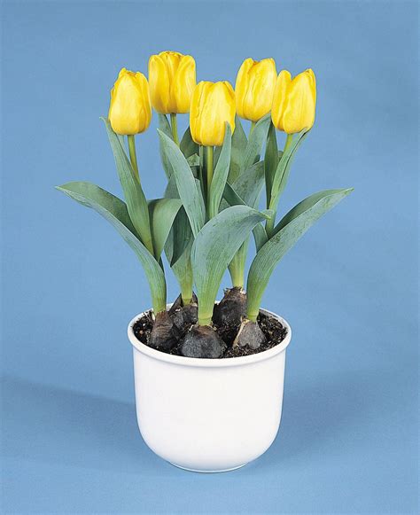 Potted tulip dilemma - pennlive.com