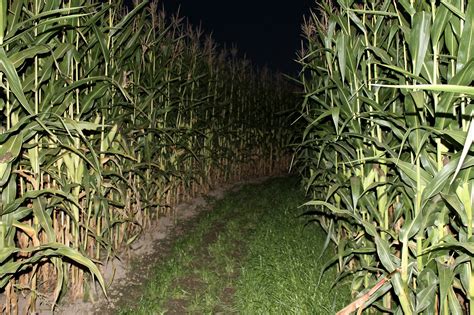 Get Spooked When You Visit Michigan's Haunted New Salem Corn Maze