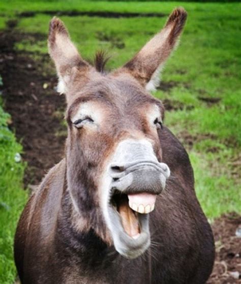 Donkey teeth | Funny animals, Silly animals, Animals