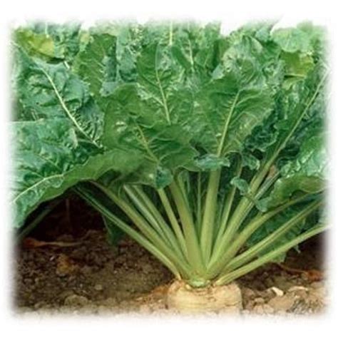 Sugar Beets Seeds | Coated- Annual | Merit Seed