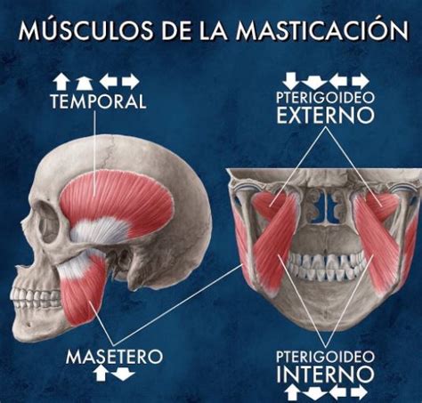 Los músculos de la masticación o... - Portal Odontólogos