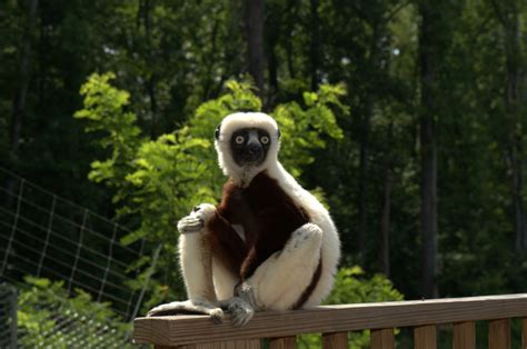 Getting to Know Zoboomafoo – Lemur Conservation Network