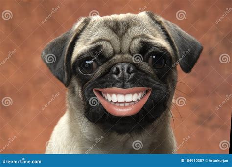 Close-up of Smile Pug. Human Lips Stock Image - Image of lips, cute: 184910307