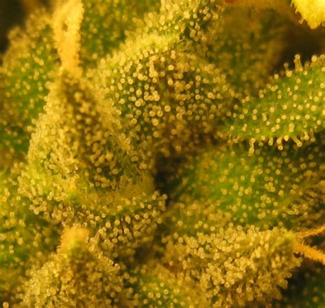 Microscope for seeing trichomes