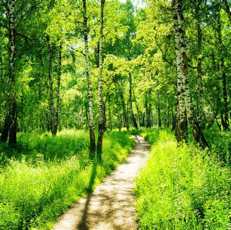 Birch Forest on a Sunny Day. Green Woods in Summer Stock Photo - Image of morning, nature: 43067312