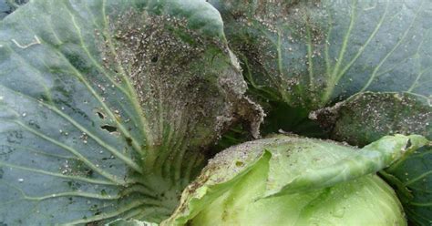 Cabbage Aphid | USU