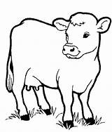 Realistic Cow Coloring Pages At GetDrawings  Free Download sketch template