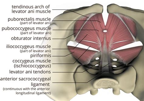 Imaging Coccygeal Trauma and Coccydynia | RadioGraphics