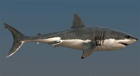 realistic great white shark 3d model