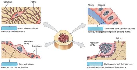 Art-labeling Activity: Types of Bone Cells Diagram | Quizlet