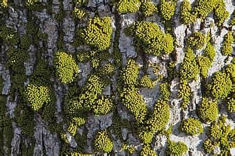 texture, tree, nature, bill yeck park, dayton, united states, flora, ivy, plant, bark, oak | AnyRGB