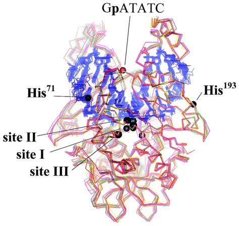 Superposition of all solved structures of EcoRV and metal-ion binding... | Download Scientific ...