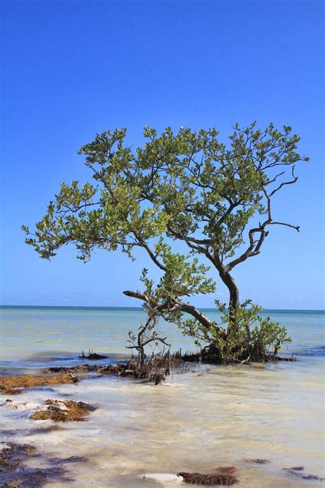 Mangrove Tree Growing in Sea Stock Photo - Image of seascape, growth ...